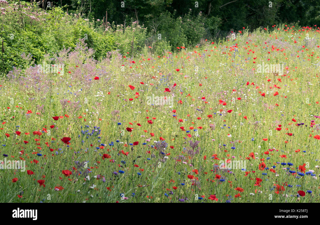 Fiori selvatici che crescono in West Cornwall, Regno Unito Foto Stock