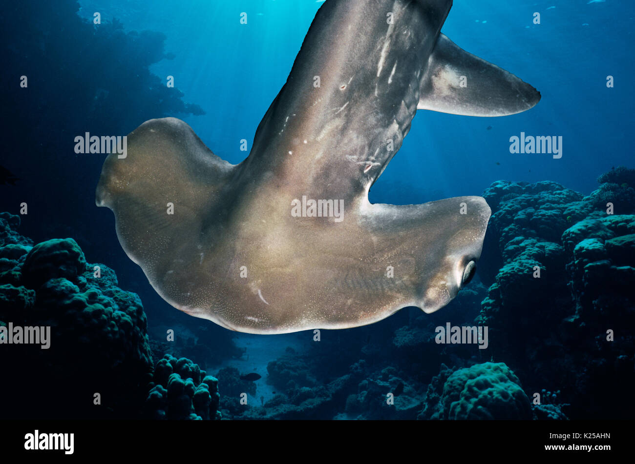 I capretti smerlata Squalo Martello (Sphyrna lewini), Kane'ohe Bay, Hawaii - Oceano Pacifico. Questa immagine è stata alterata digitalmente per rimuovere distracti Foto Stock