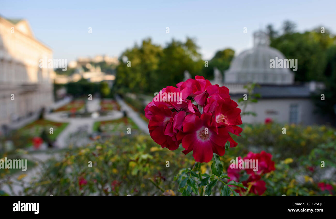 Dai giardini di Mirabell, Mirabellgarten in Salzburg, Austria. Alcune scene dal suono di musica sono stati girati qui. Foto Stock