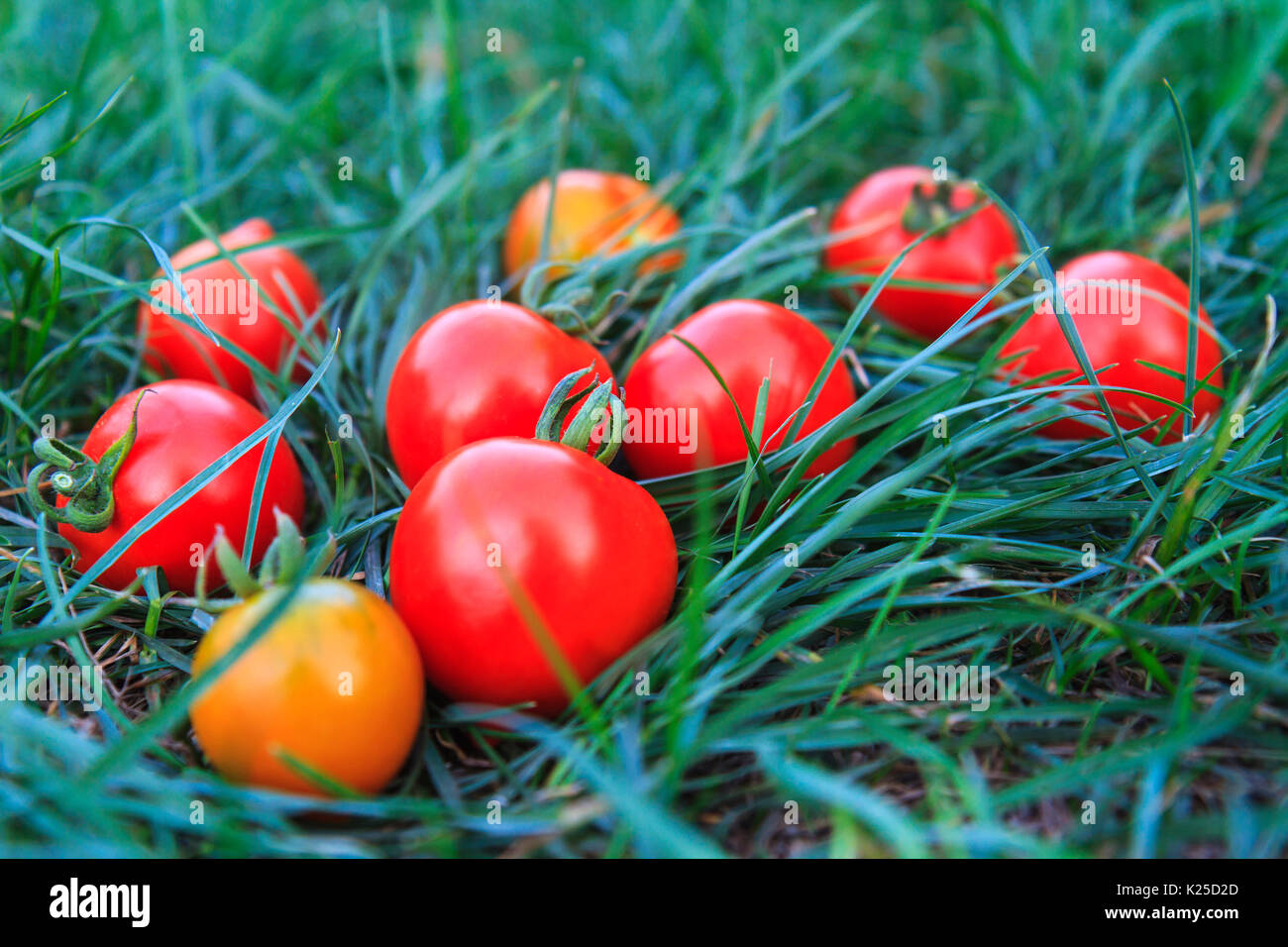 Il pomodoro raccolto e tra erbe verdi Foto Stock