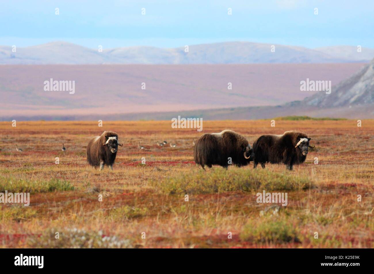 Muskox e maggiore bianco-fronteggiata oche pascolare su vegetò creste sulla spiaggia di fronte all'Igichuk colline presso il Cape Krusenstern National Monument Agosto 31, 2008 vicino a Kotzebue, Alaska. Foto Stock