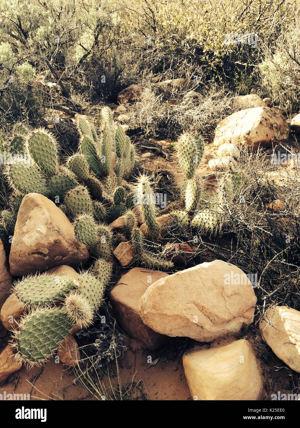Un deserto pancake ficodindia cactus cresce tra il terreno roccioso al Red Rock National Conservation Area Marzo 22, 2014 vicino a Clark, Nevada. Foto Stock