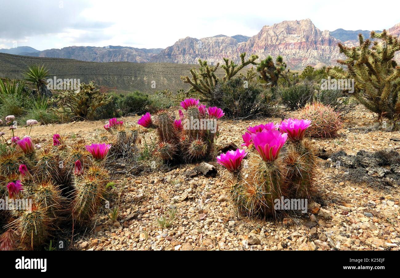 Fiori di colore rosa bloom da una coda di castoro desert cactus al Red Rocks Canyon National Conservation Area 21 aprile 2015 vicino a Las Vegas, Nevada. Foto Stock