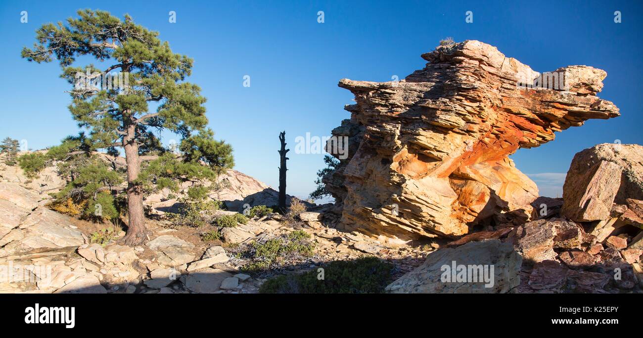 Red formazioni rocciose e un lone pine al Red Rock Canyon National Conservation Area 26 Settembre 2016 vicino a Las Vegas, Nevada. Foto Stock