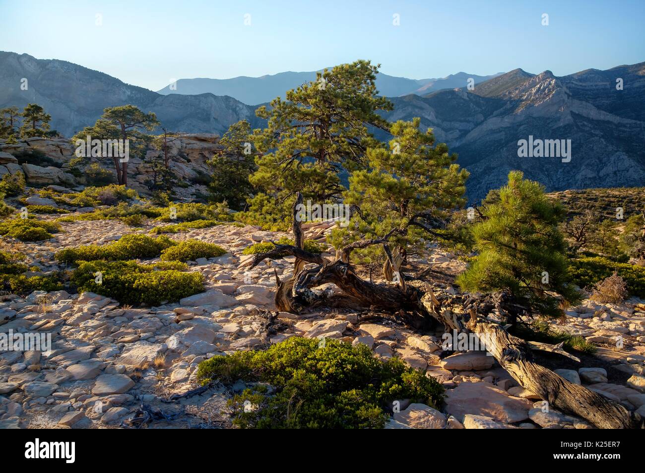 Red formazioni rocciose presso il Red Rock Canyon National Conservation Area con pinyon pine trees 26 Settembre 2016 vicino a Las Vegas, Nevada. Foto Stock