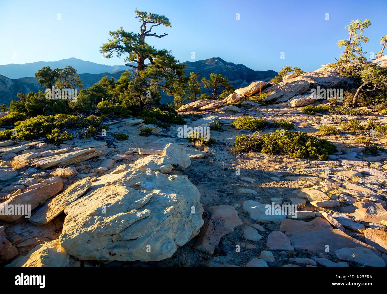 Red formazioni rocciose presso il Red Rock Canyon National Conservation Area wth pinyon pine trees 26 Settembre 2016 vicino a Las Vegas, Nevada. Foto Stock