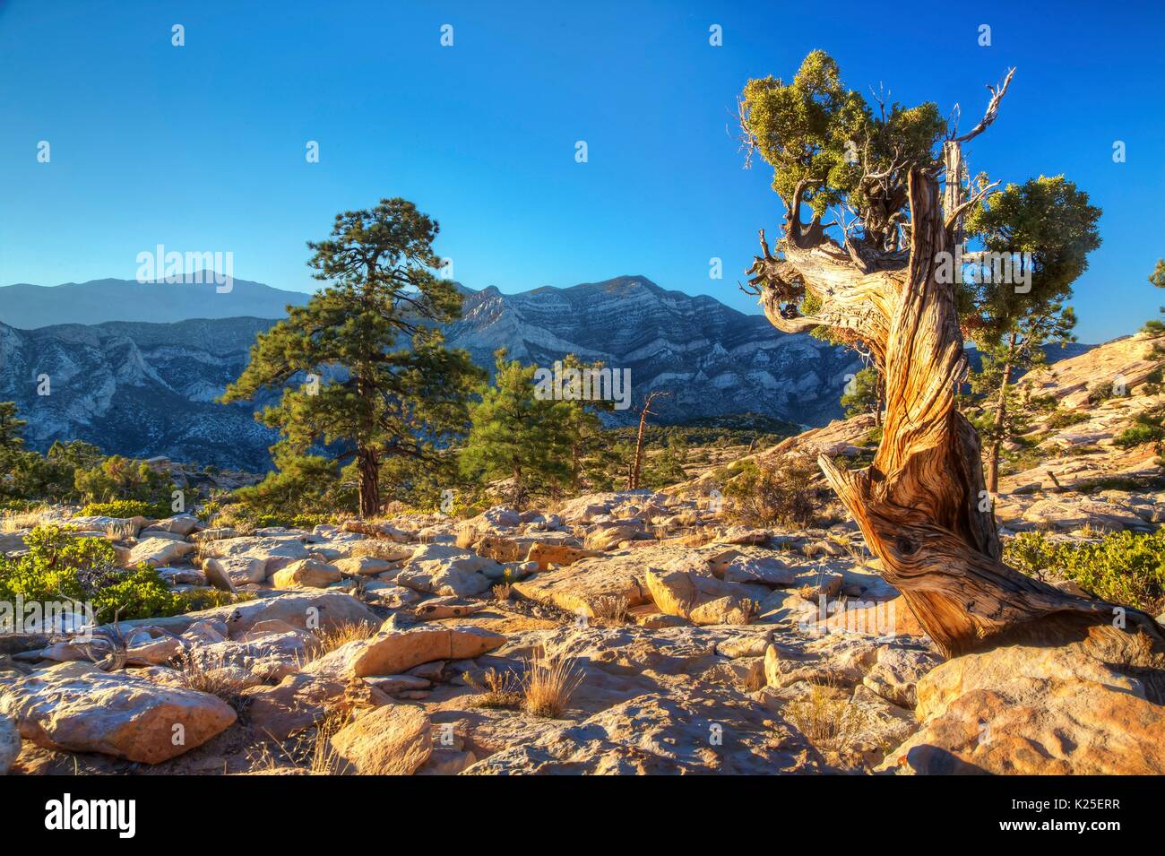 Red formazioni rocciose presso il Red Rock Canyon National Conservation Area con pinyon pine trees 26 Settembre 2016 vicino a Las Vegas, Nevada. Foto Stock