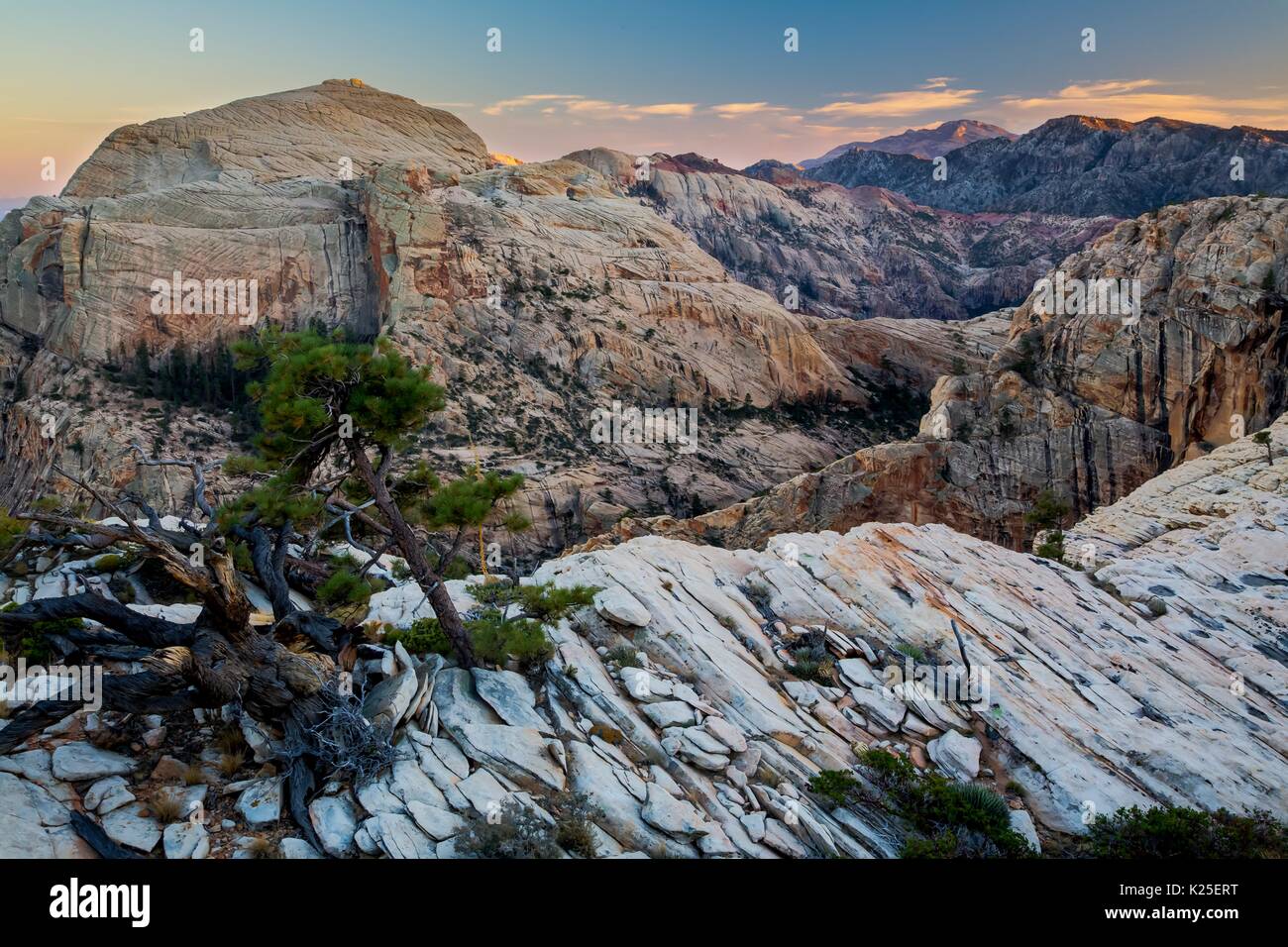 Red formazioni rocciose presso il Red Rock Canyon National Conservation Area con un pinyon Lone Pine Tree 26 Settembre 2016 vicino a Las Vegas, Nevada. Foto Stock