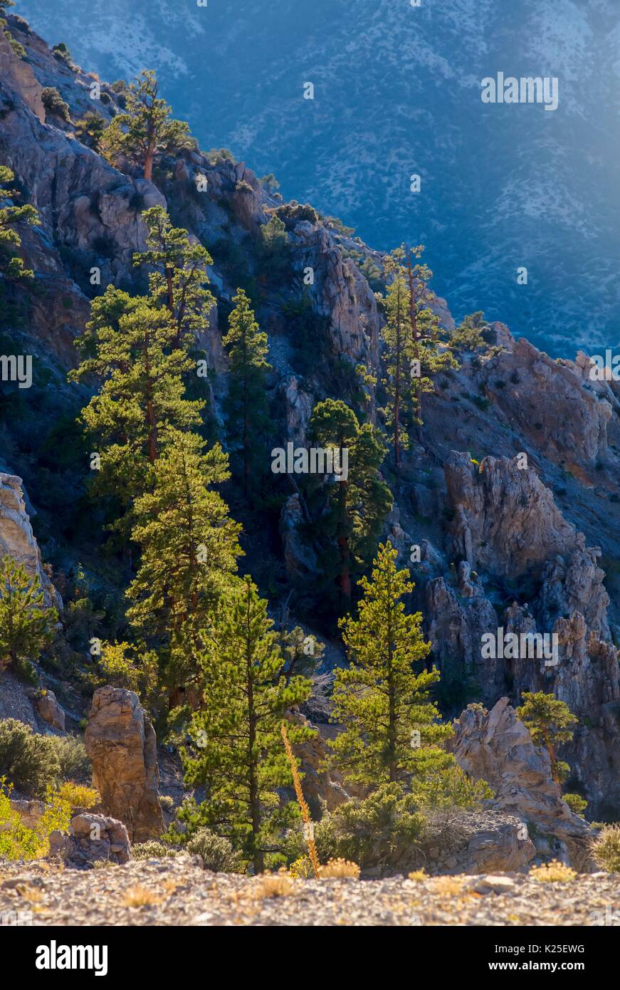 Red formazioni rocciose presso il Red Rock Canyon National Conservation Area con pinyon pine trees 26 Settembre 2016 vicino a Las Vegas, Nevada. Foto Stock