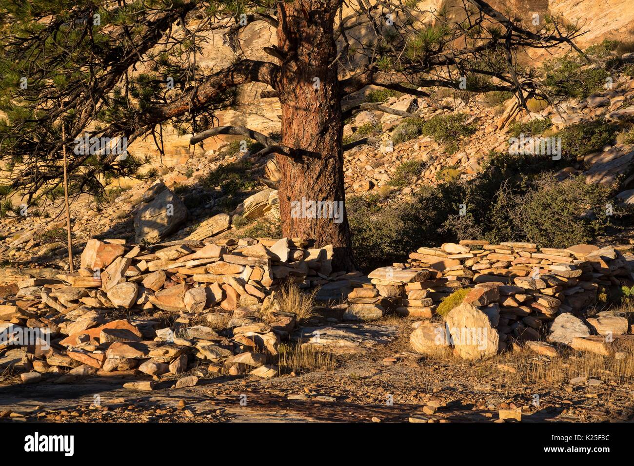 Pile di rocce erose raccogliere sul fondo intorno a un grande pinyon pino nel canyon di arenaria di Red Rock Canyon National Conservation Area 27 Settembre 2016 vicino a Las Vegas, Nevada. Foto Stock