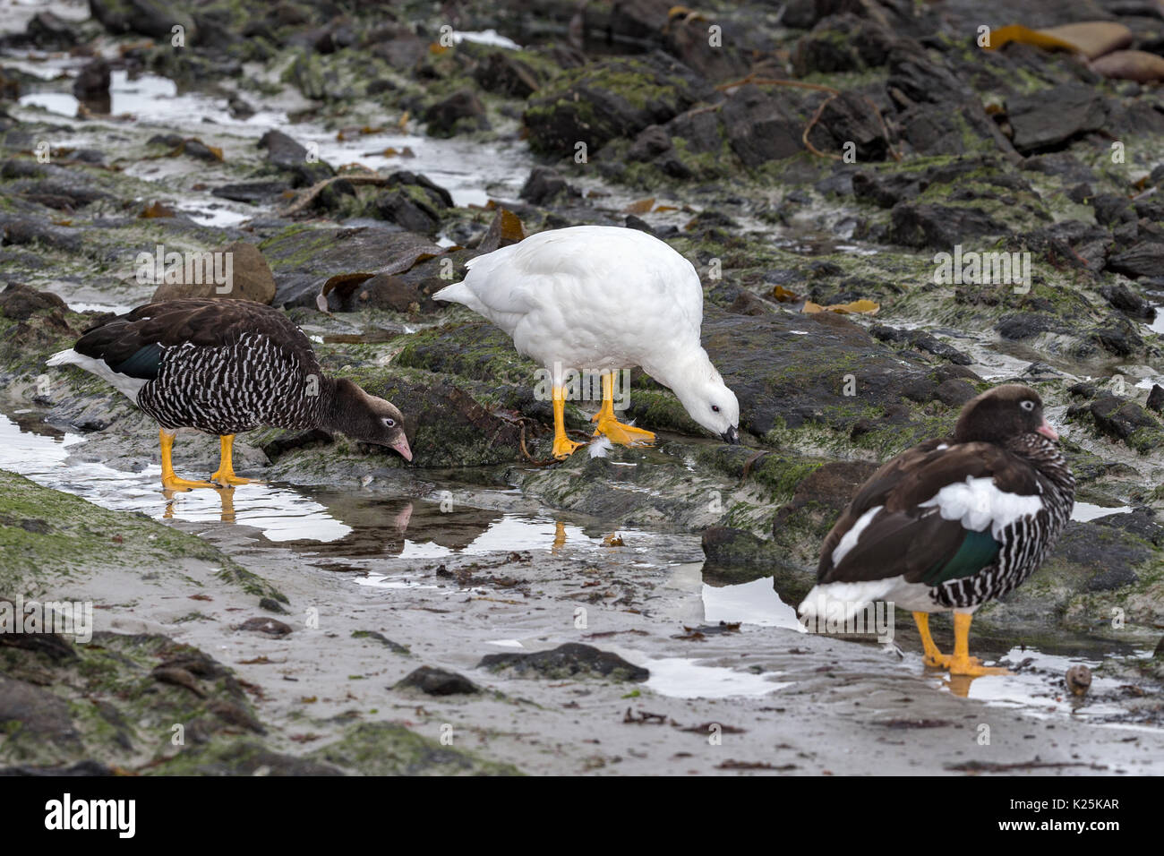 Maschio e femmina oca Kelp Chloephaga hybrida carcassa isola Falkland Malvinas Foto Stock