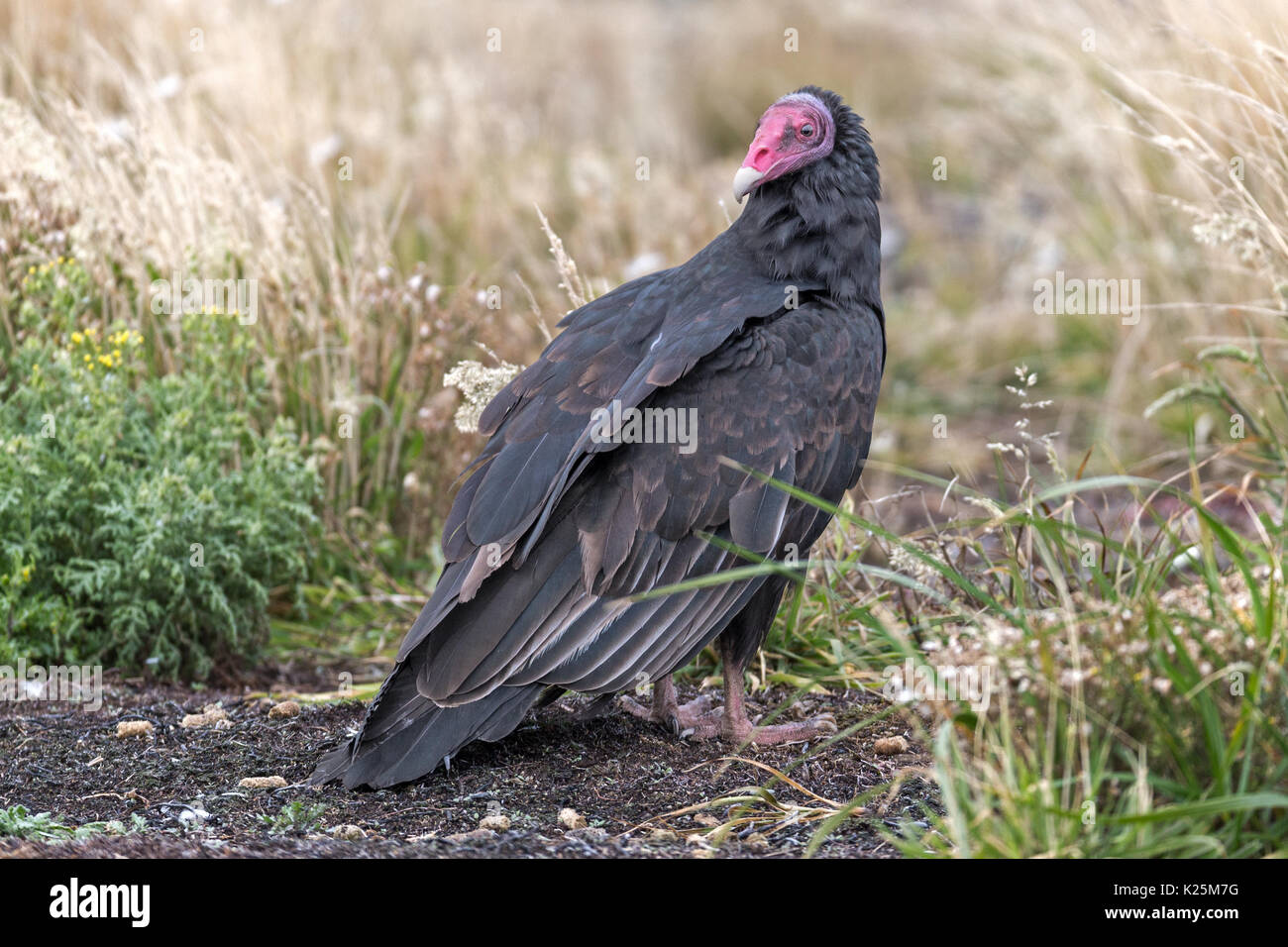 La Turchia Vulture Cathartes aura Sealion Isola Falkland Malvinas Foto Stock