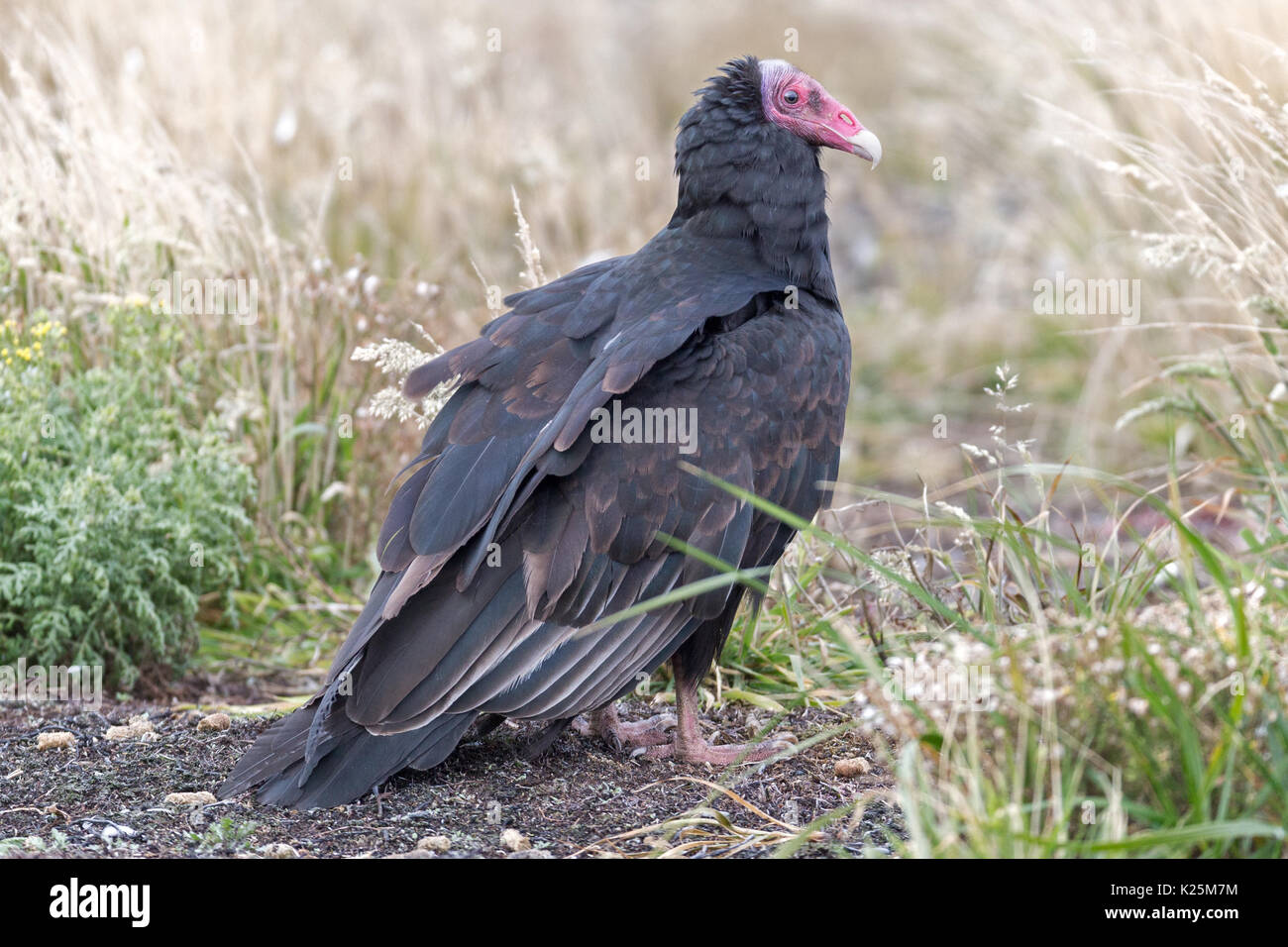 La Turchia Vulture Cathartes aura Sealion Isola Falkland Malvinas Foto Stock