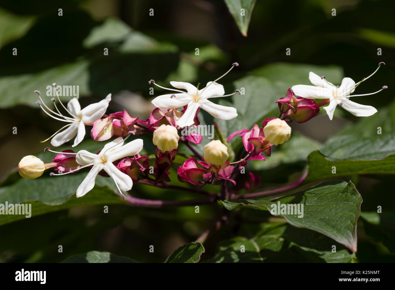 Bianco, tarda estate dei fiori di arlecchino glorybower, Clerodendrum trichotomum var. fargesii Foto Stock