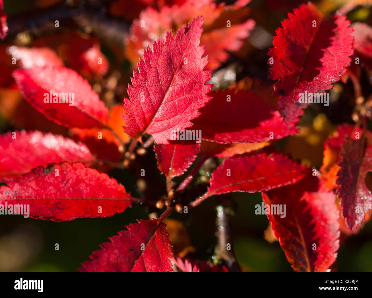 Primo piano di foglie di Prunus incisa "Kojo-no-mai " Cherry "Kojo-no-mai" che mostra colore di autunno Foto Stock