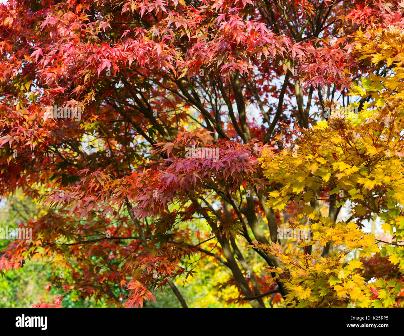 Acer palmatum Atropurpureum "" Foto Stock