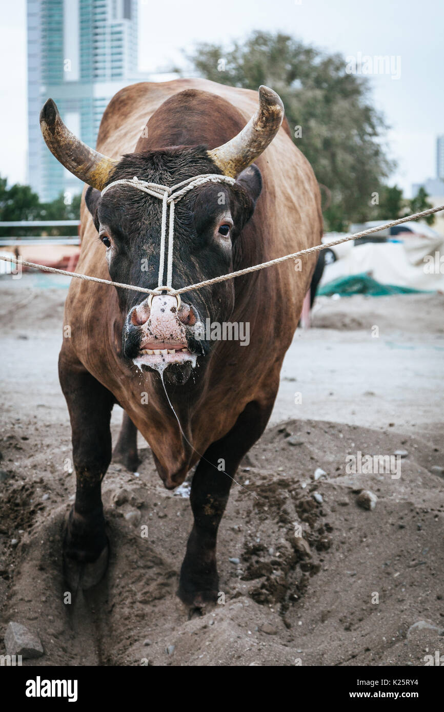I tori sono legati come essi attendono il loro turno di lotta nelle tradizionali corride in Fujairah, EMIRATI ARABI UNITI Foto Stock