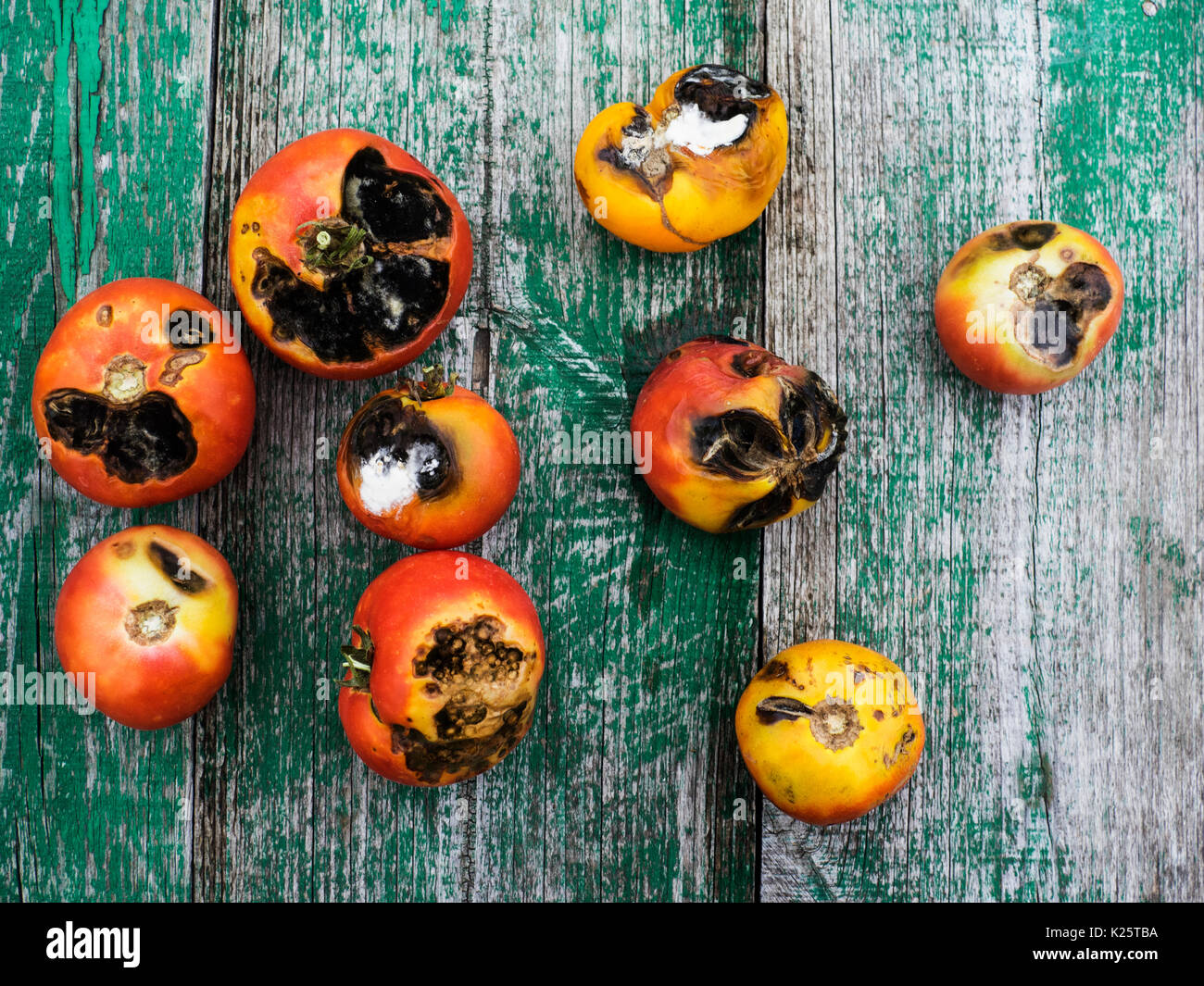 Pomodori, infettate con fiore tardo (Phytophthora infestans), su di un tavolo di legno Foto Stock