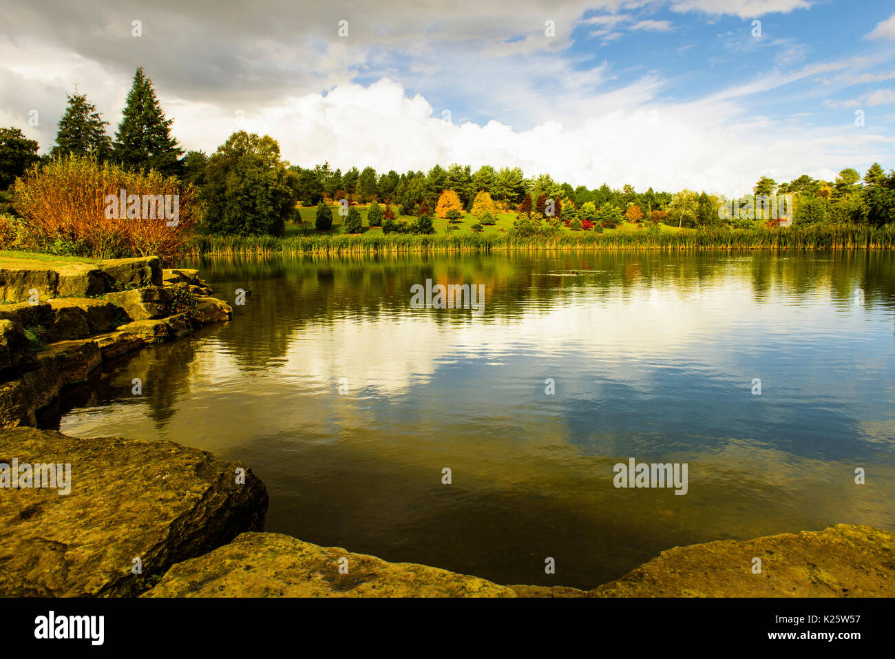 Meravigliosi colori autunnali in un parco Bedgebury vicino a Tunbridge Wells nel Kent, Inghilterra Foto Stock