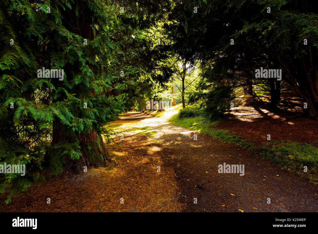 Meravigliosi colori autunnali in un parco Bedgebury vicino a Tunbridge Wells nel Kent, Inghilterra Foto Stock