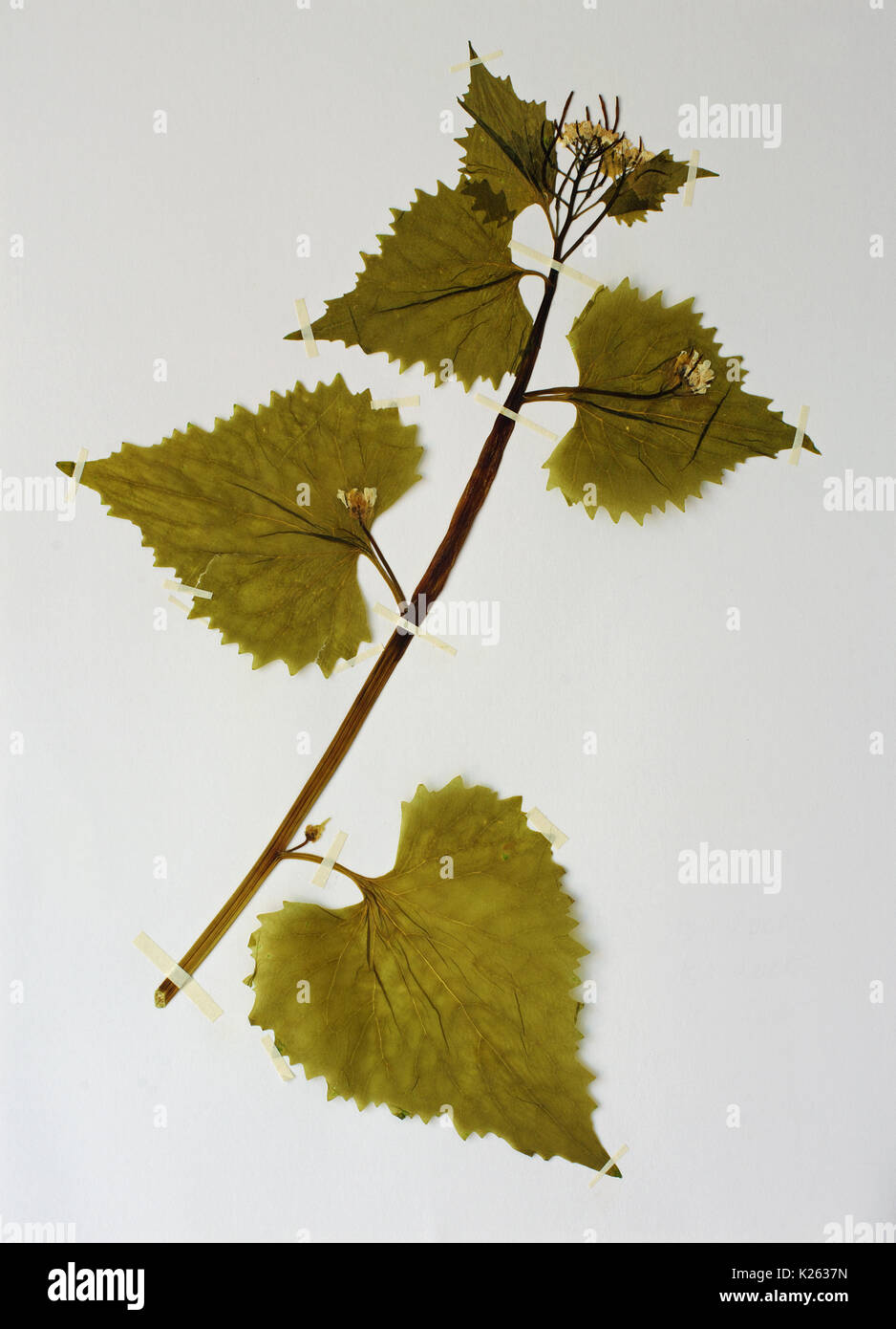 Un erbario foglio con alliaria petiolata, la senape aglio o garlicwort, famiglia brassicaceae Foto Stock
