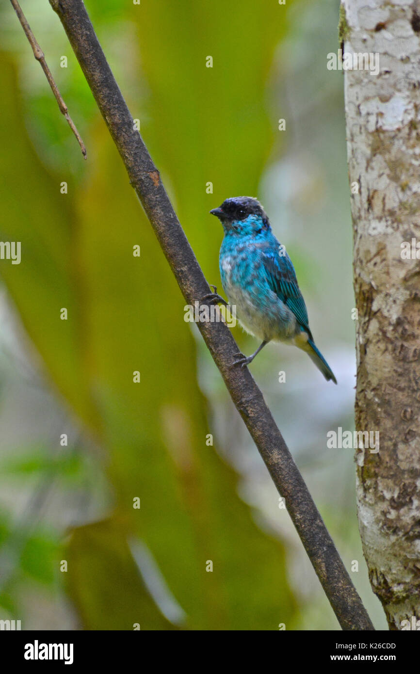 Golden-naped tanager ( Tangara ruficervix ) , tropicale umida foreste montane, Ande occidentali Foto Stock