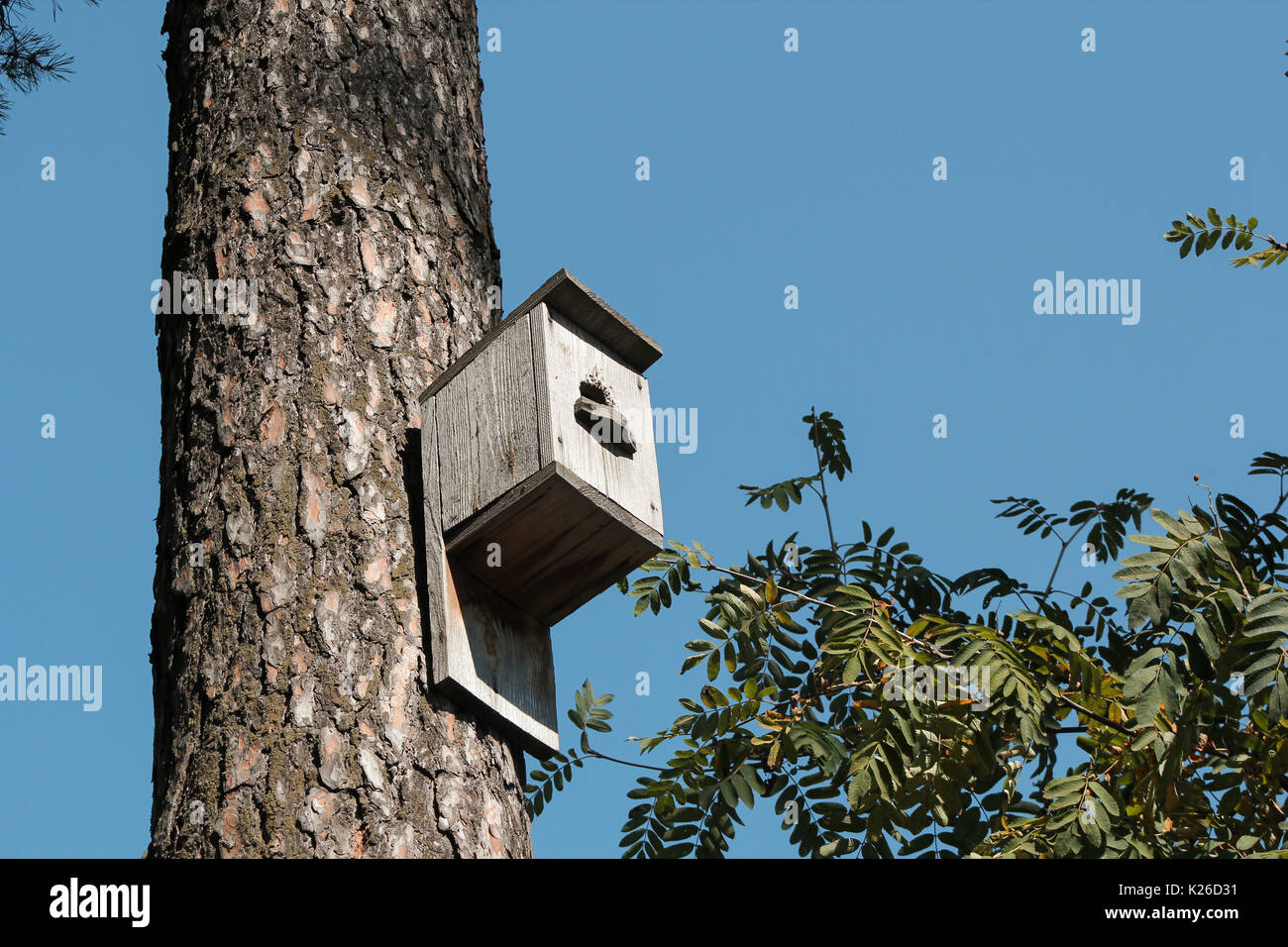 Casa di uccelli appesi sulla struttura ad albero nella parte anteriore del cielo blu Foto Stock