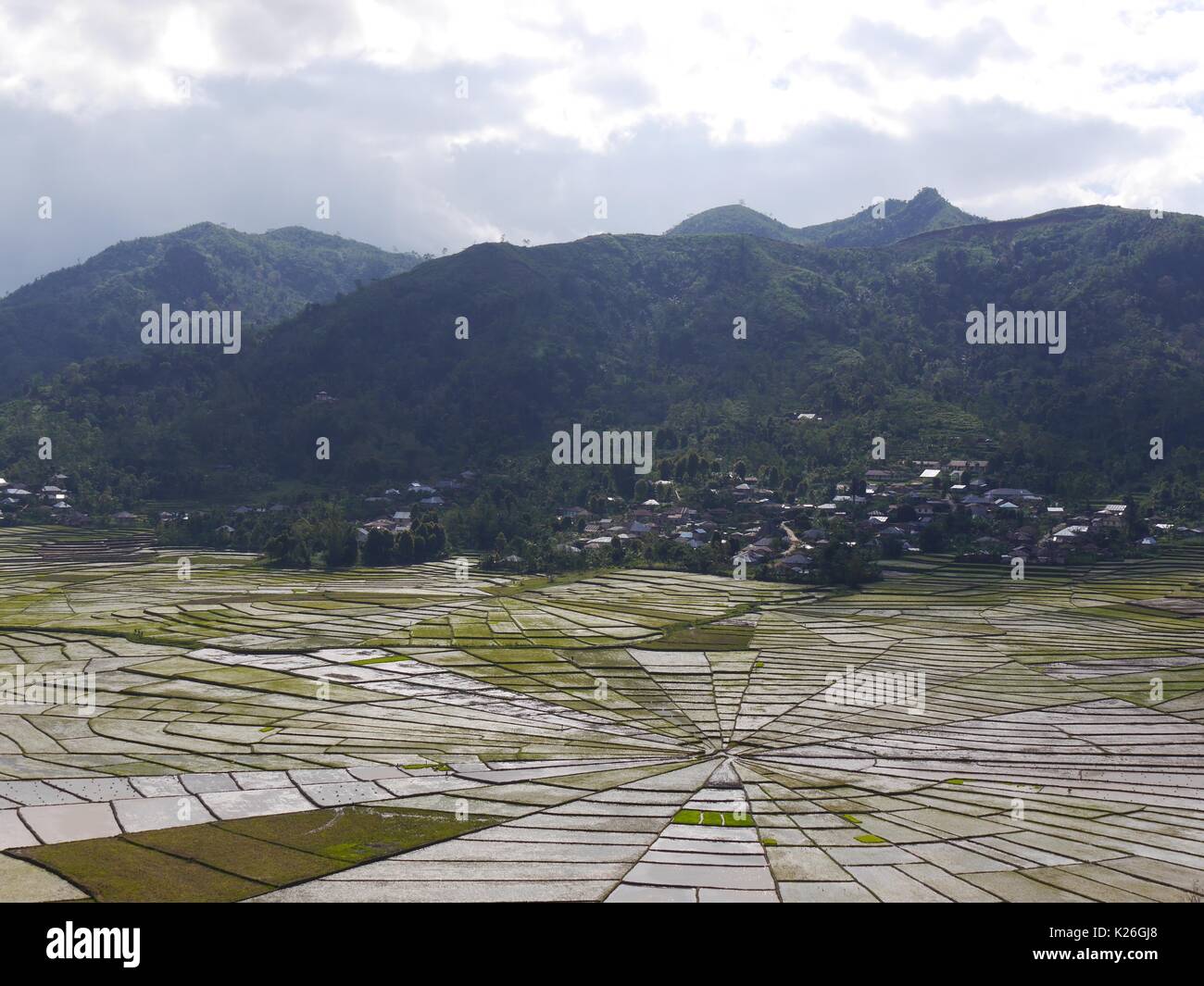 Vista unica tela di ragno campi di riso sull isola indonesiana di Flores. La forma è tradizionalmente utilizzato per dividere la terra in modo equo tra le famiglie. Foto Stock