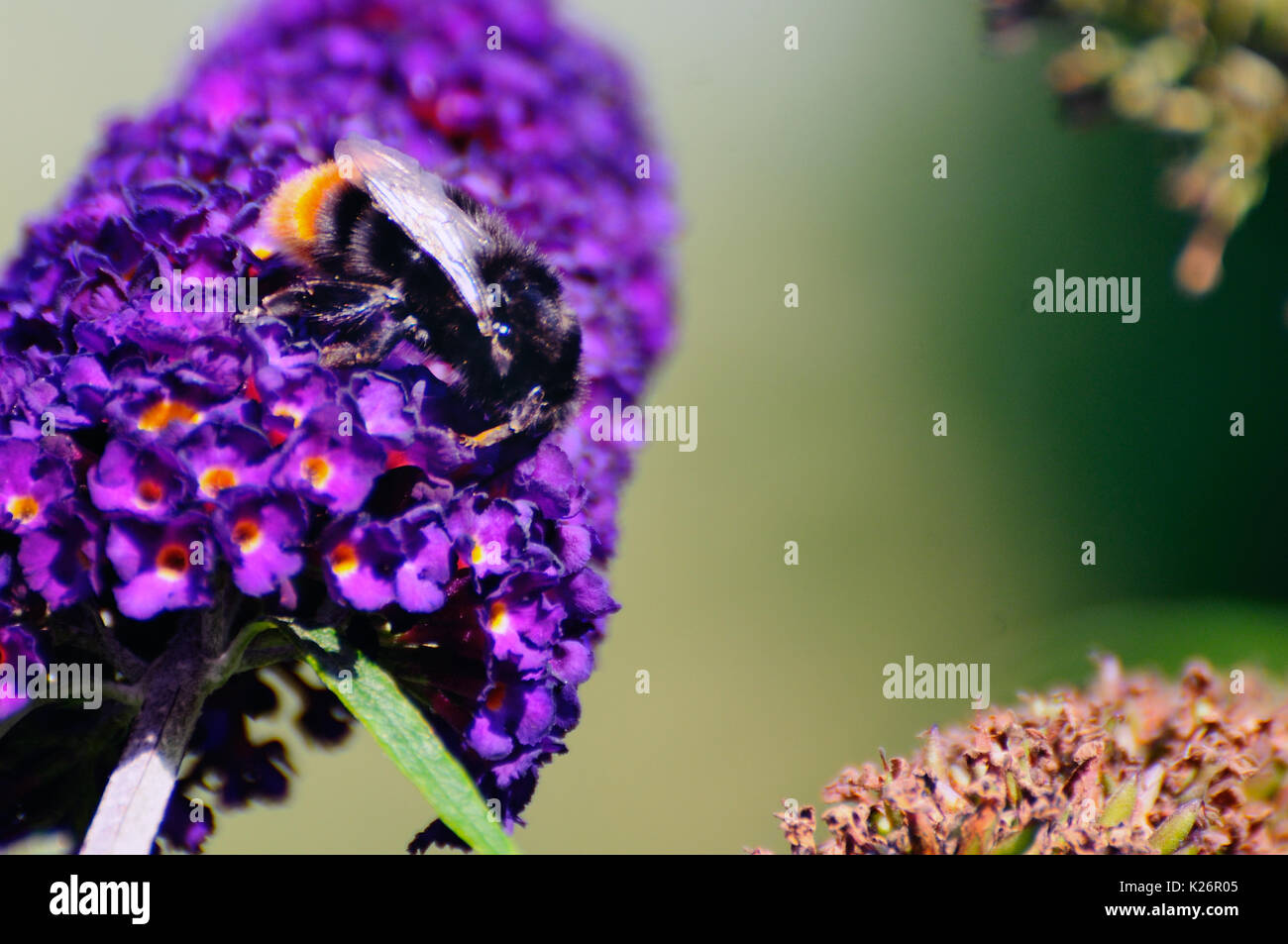 Ape su un fiore Buddleia Foto Stock