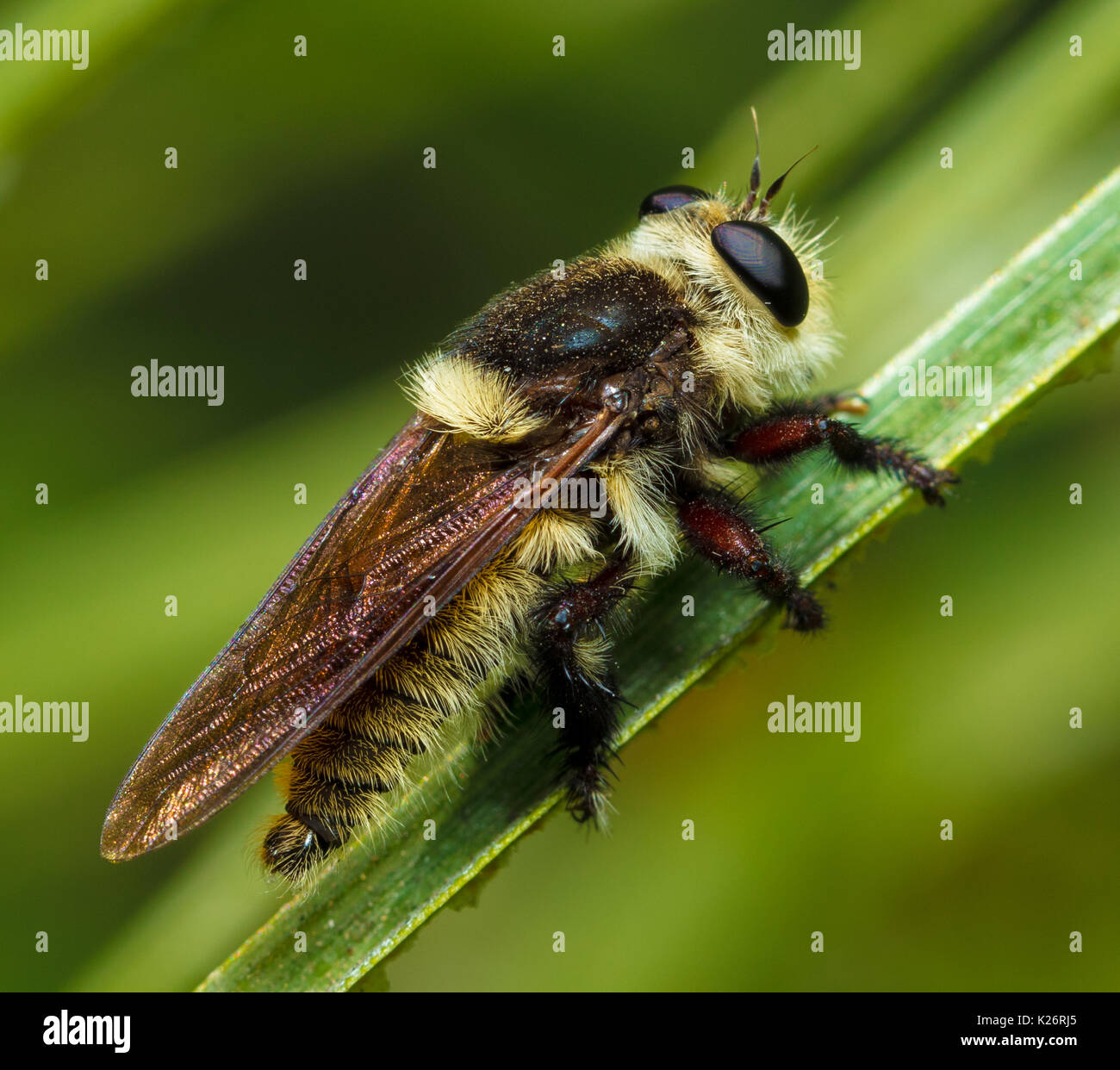California Bumblebee Foto Stock