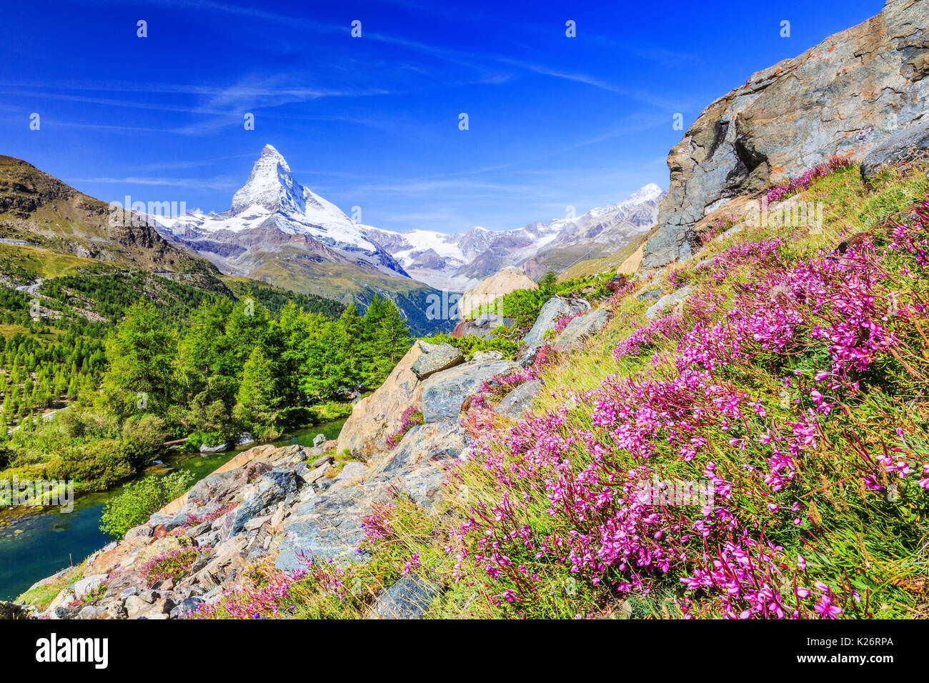 Zermatt, Svizzera. Monte Cervino vicino Lago Grindjisee con fiori in primo piano. Cantone del Vallese. Foto Stock