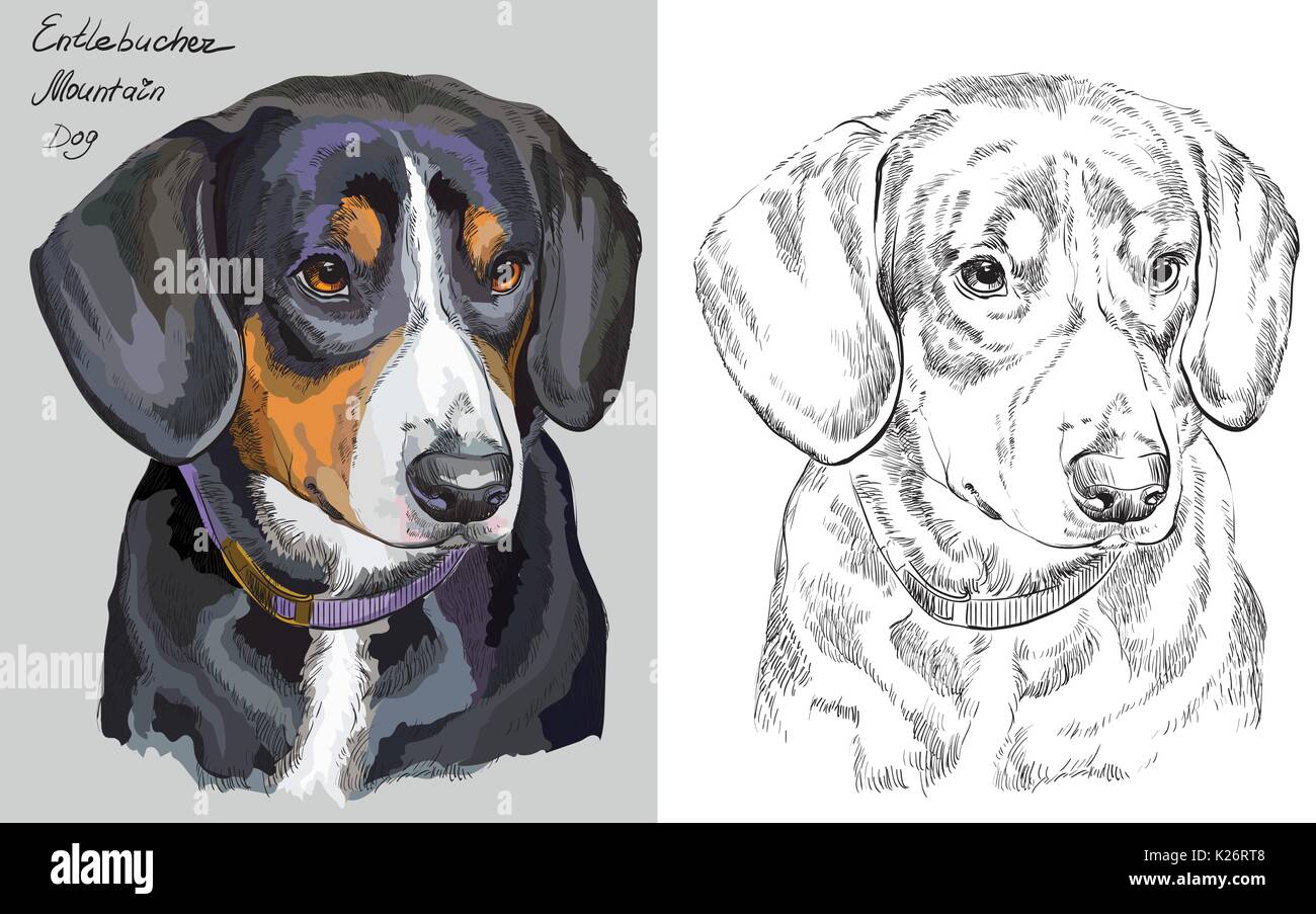 Ritratto colorato di montagna Entlebucher Cane su sfondo grigio e di colore nero su sfondo bianco del vettore di disegno a mano illustrazione Illustrazione Vettoriale