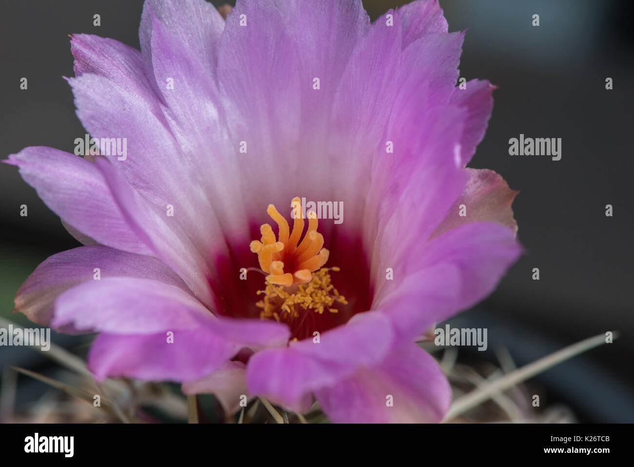 Il delicato fiore rosa di un cactus che cresce in una serra nel Regno Unito. Foto Stock