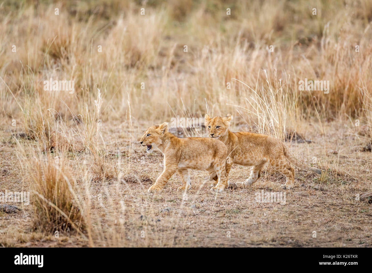 Una coppia di Mara lion cubs camminare insieme in erba lunga nella savana in Masai Mara, Kenya Foto Stock