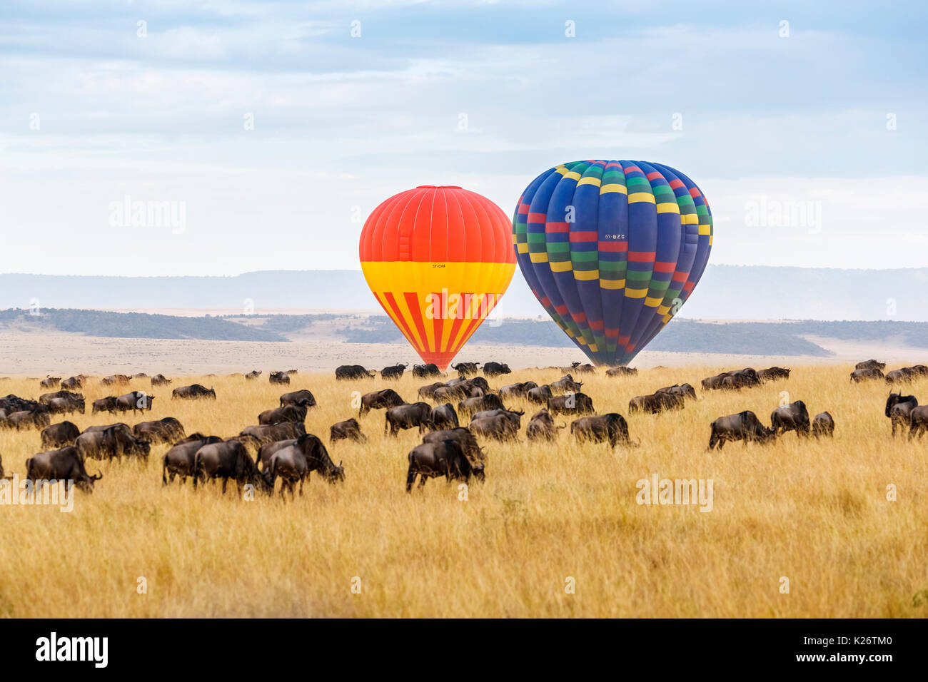 Vista di due i palloni ad aria calda che si innalzano per oltre una mandria di gnu blu (Connochaetes taurinus) nella savana e nelle prime ore del mattino, il Masai Mara, Kenya Foto Stock