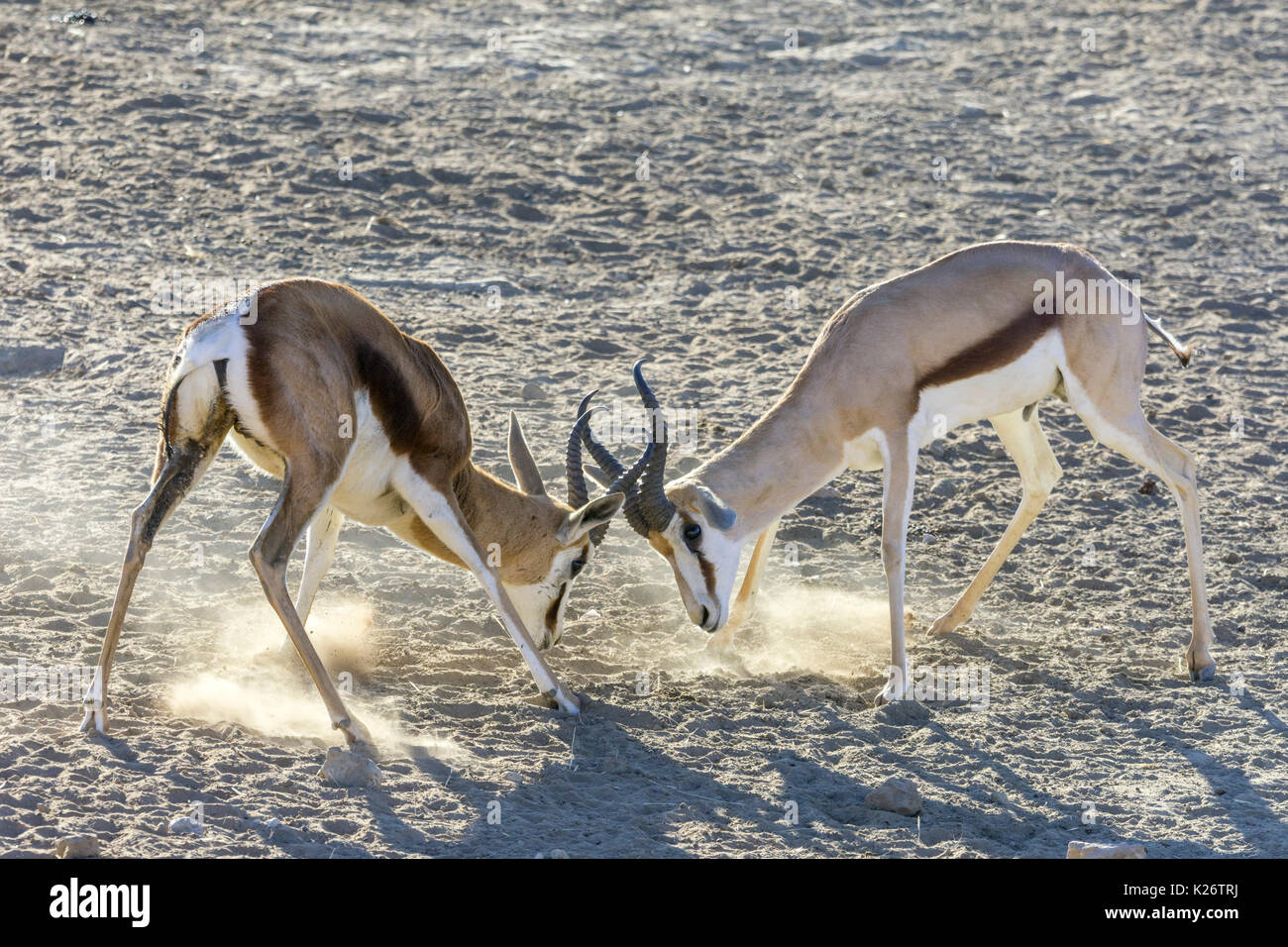 Giocoso Lotta tra giovani impala (aepyceros), kgalagadi transfrontaliera parco nazionale, Capo nord, sud africa Foto Stock