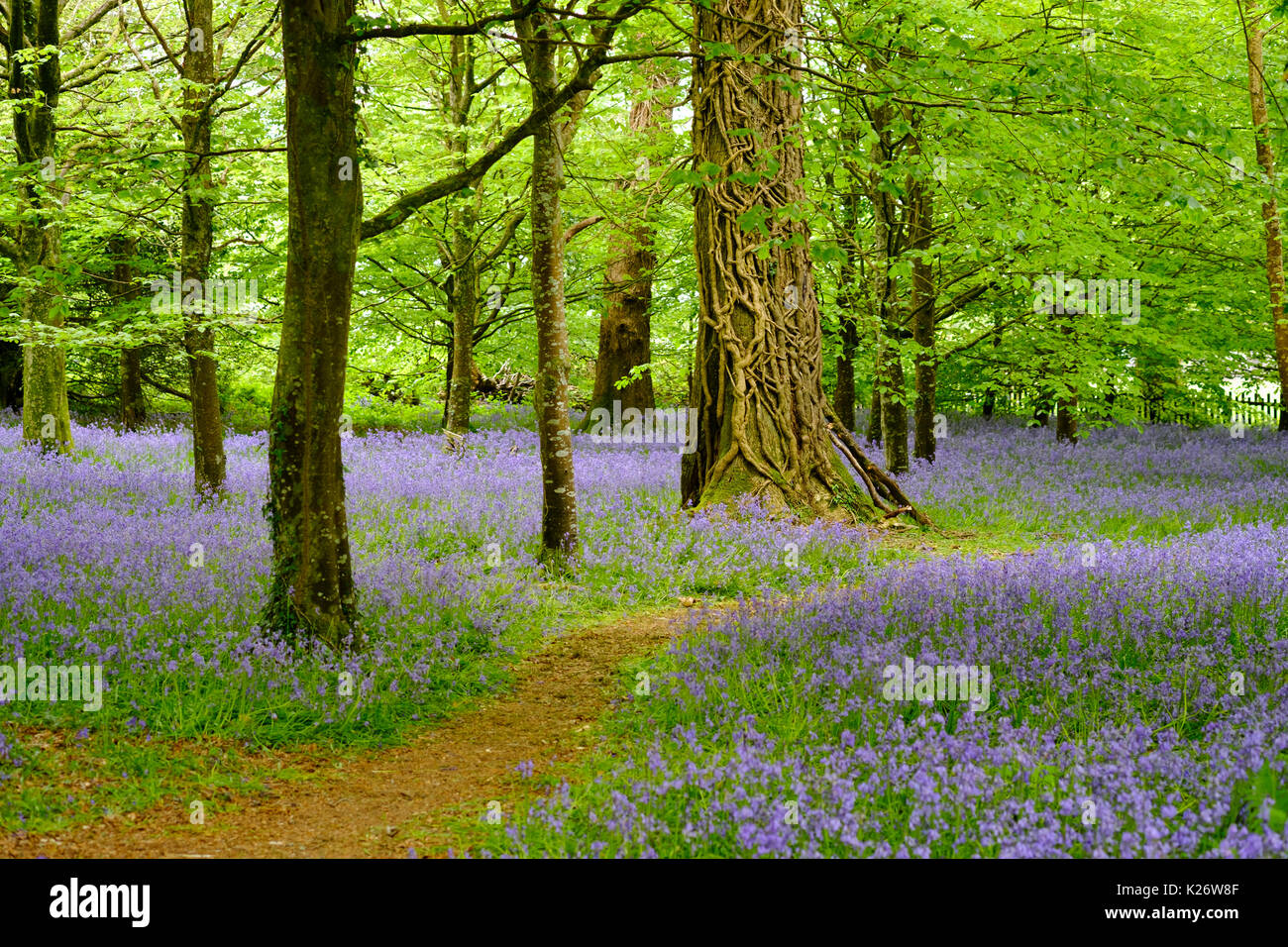 Fiore del Comune (bluebell Hyacinthoides non scripta) nella foresta, vicino a Bodmin, Cornwall, England, Regno Unito Foto Stock