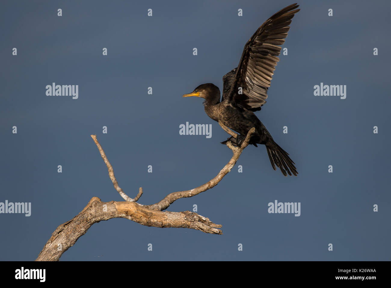 Olivaceous cormorano (Phalacrocorax brasilianus) battere le ali, Pantanal, Mato Grosso do Sul, Brasile Foto Stock