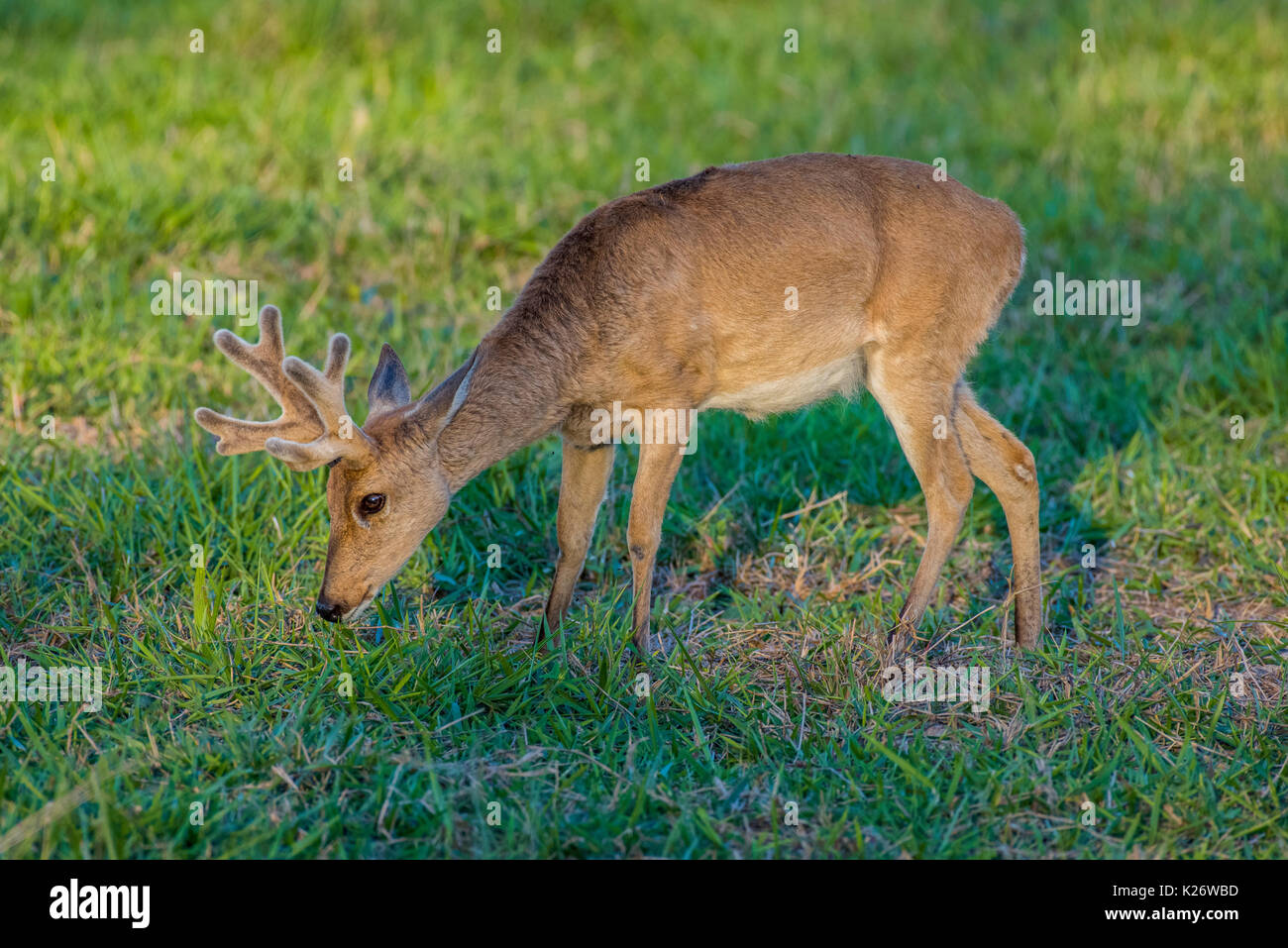 Pampa deer (Ozotoceros bezoarticus), anche KampDeer, maschio, mangiare, Pantanal, Mato Grosso do Sul, Brasile Foto Stock