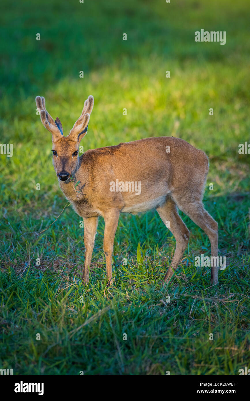 Pampa deer (Ozotoceros bezoarticus), maschio, Pantanal, Mato Grosso do Sul, Brasile Foto Stock