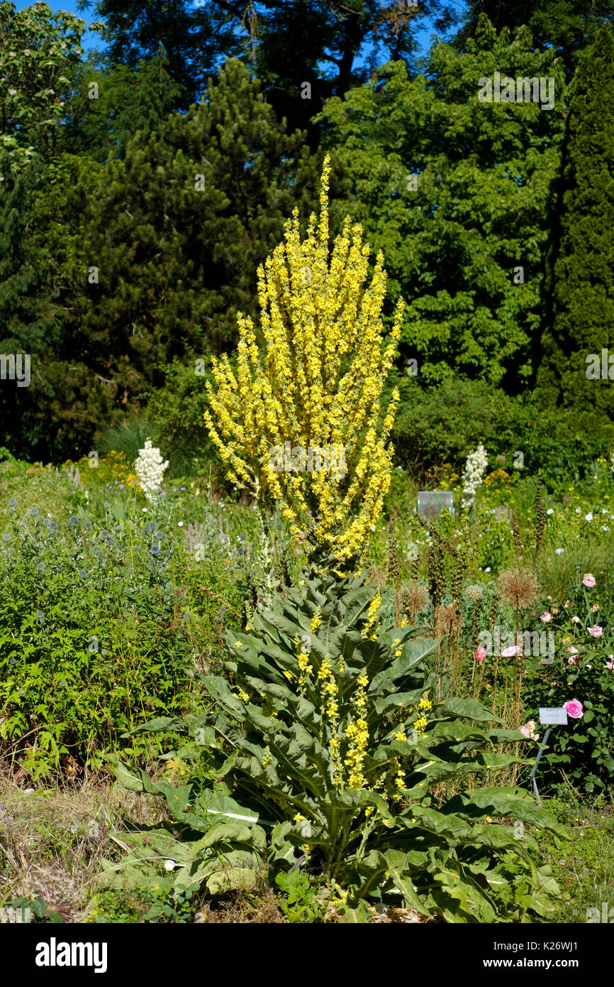 Olympian mullein (Molène olympicum), giardino di rose, Monaco di Baviera, Baviera, Baviera, Germania Foto Stock