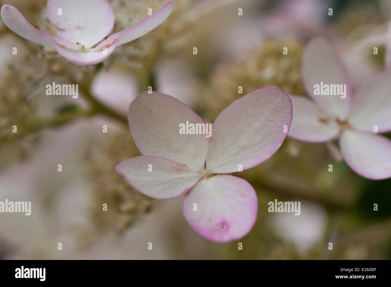 Quattro petaled non fertile diamante rosa Ortensia fiore in tarda estate e inizio a cambiano dal bianco al rosa. Foto Stock