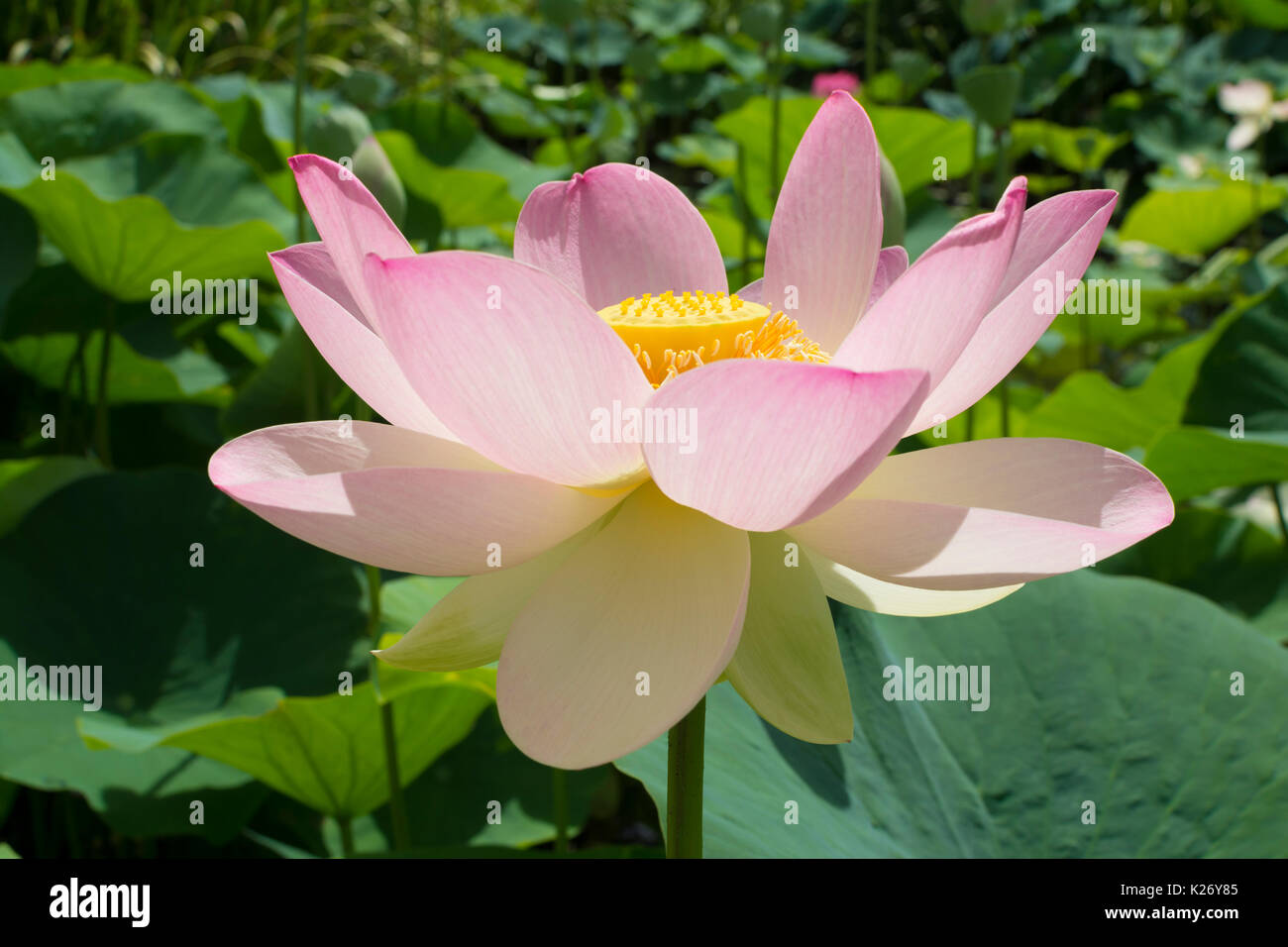 Nelumbo nucifera, Sacro fiore di loto circondato da foglie. So anche in passato come Nelumbium Speciosum (Willd) e Ninfei Nelumbo. Foto Stock
