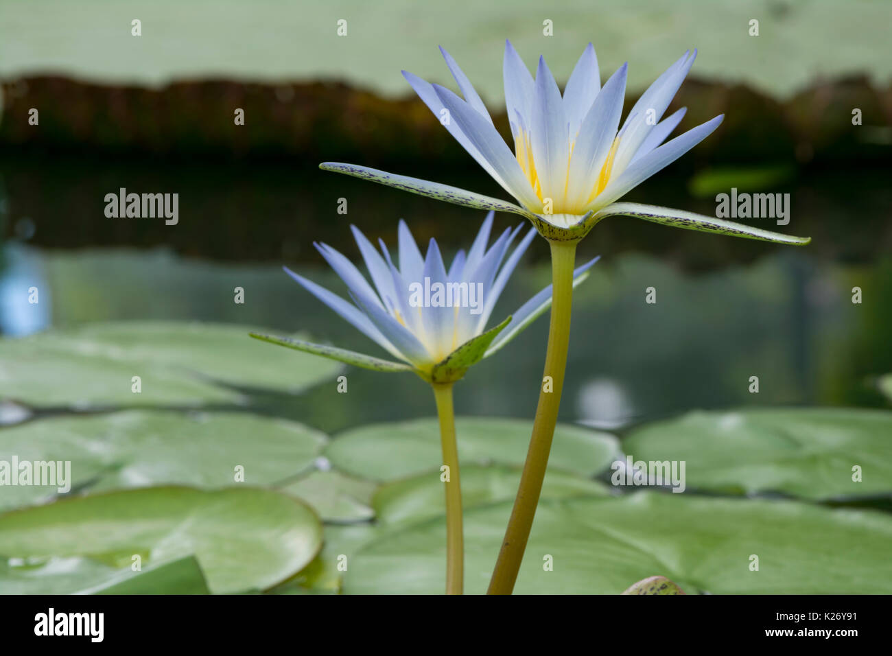 Due Nymphaea Caerulea fiori o Blue Lotus d'Egitto circondato da Lily Pad che cresce in un stagno. Molto leggera profondità di campo concentrandosi su solo il principale Foto Stock