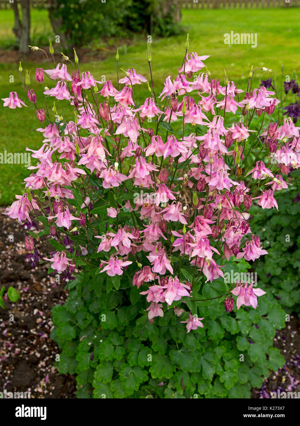 Intrico di vividi fiori di colore rosa e foglie di colore verde scuro di Aquilegias, Columbines Foto Stock