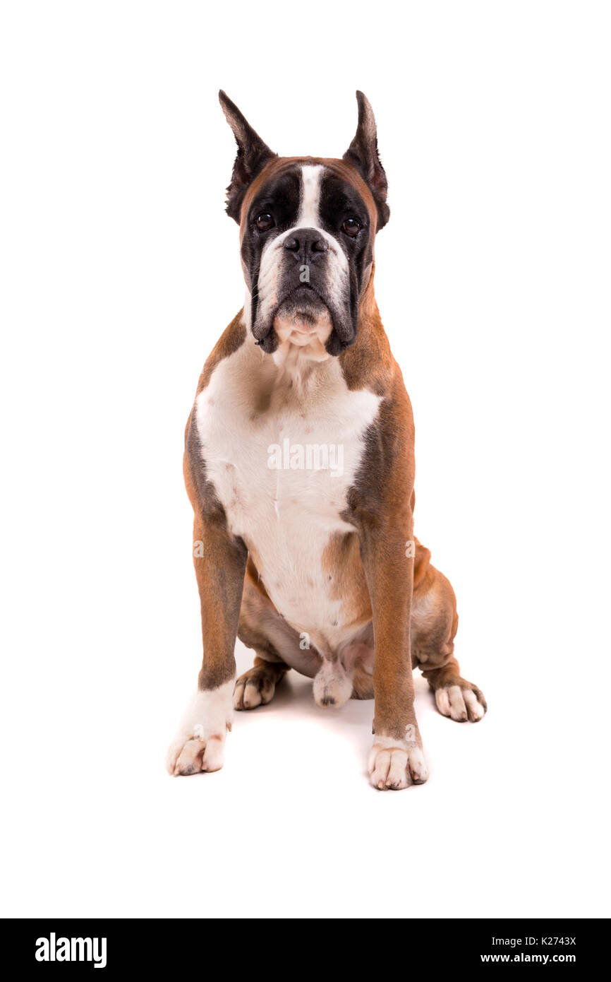 Awesome cercando boxer tedesche in posa isolato in studio Foto Stock