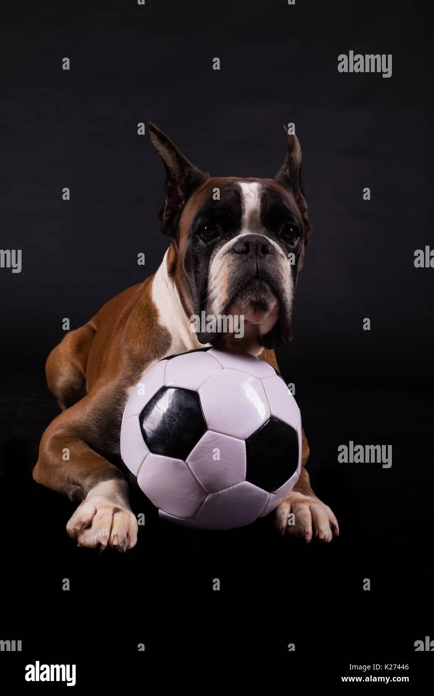 Awesome cercando boxer tedesche in posa isolato in studio Foto Stock