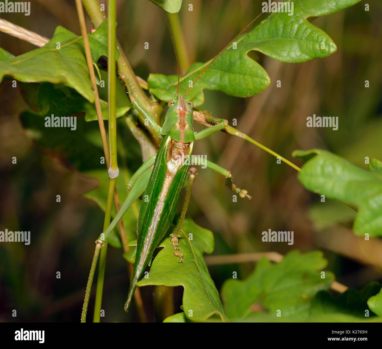 Grande macchia verde-cricket - tettigonia viridissima nella boccola di quercia Foto Stock