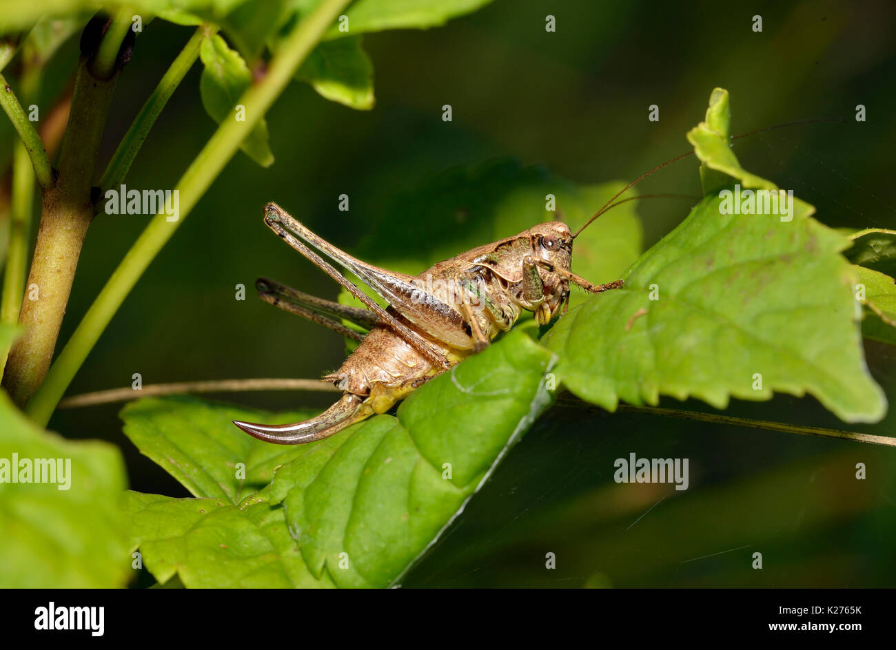 Dark bush-cricket - pholidoptera griseoaptera femmina sulle foglie Foto Stock