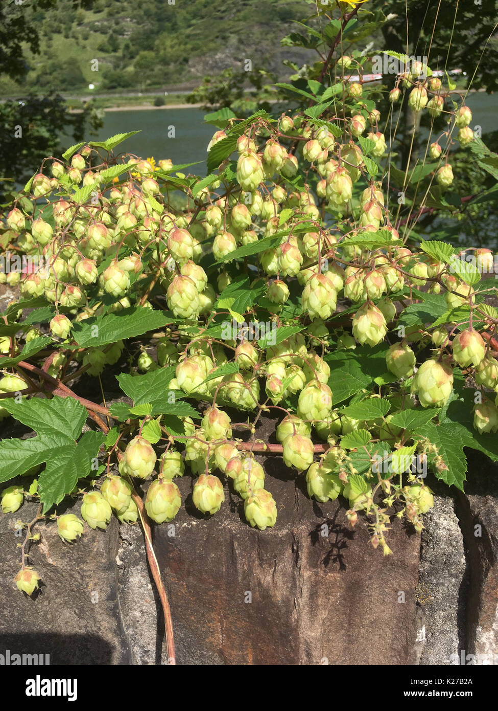 Wild coni di luppolo Humulus Lupus, su una parete lungo il tragitto Foto Stock